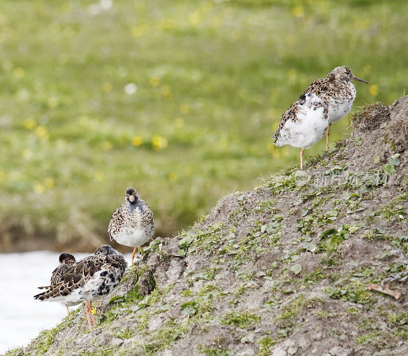 Ruff Wader (Philomachus匕首)